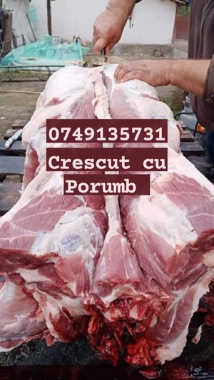 Porci rasă de Carne crescuți cu porumb 8 lei.kg