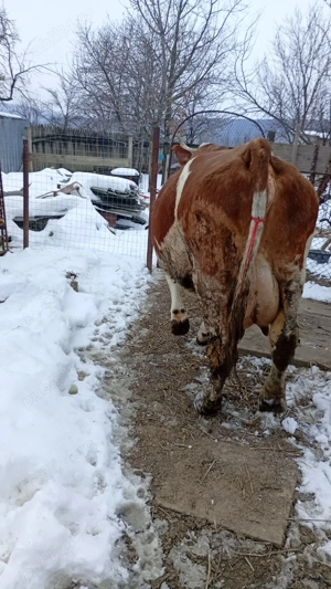 vând vacă Bălțata 