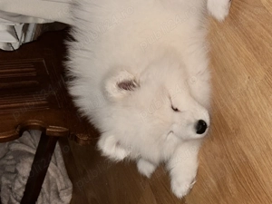 Puiuț samoyed femela  - imagine 2