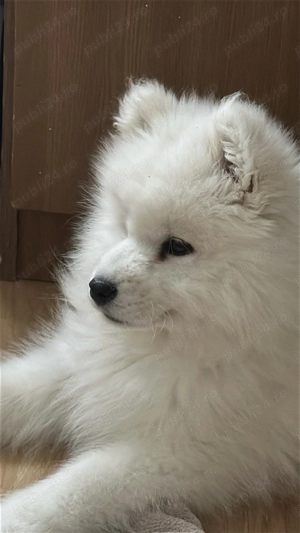 Puiuț samoyed femela  - imagine 3