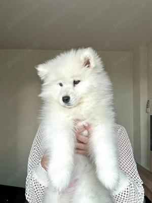 Puiuț samoyed femela  - imagine 4