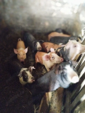 vând purcei - imagine 2