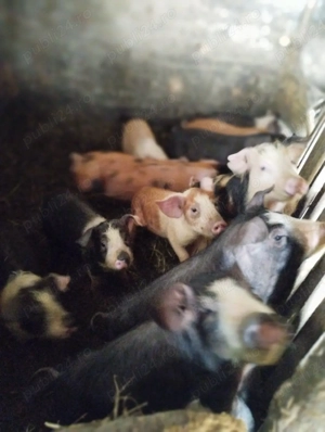 vând purcei - imagine 4