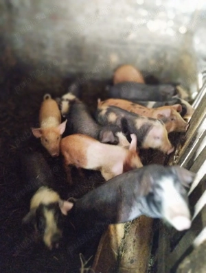 vând purcei - imagine 3