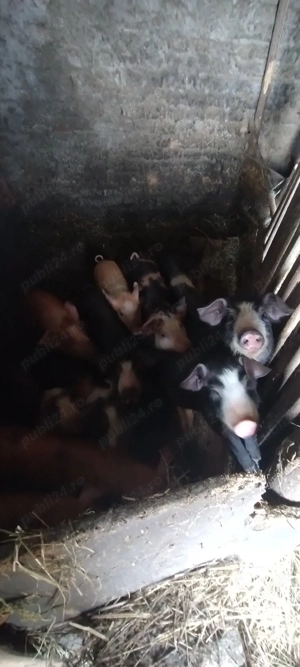 vând purcei - imagine 5