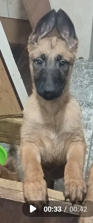 Puiuți Malinois Belgian  - imagine 5