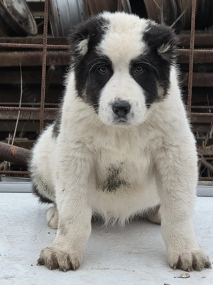 Asia centrala  2 luni jumate