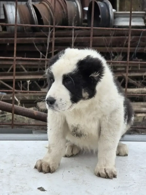 Asia centrala  2 luni jumate - imagine 4