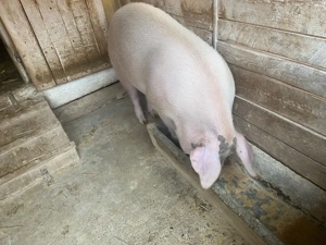 porc gras comuna Fibis, - imagine 2