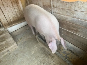 porc gras comuna Fibis, - imagine 3