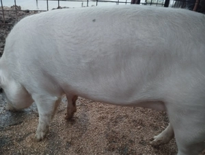 Purcei de carne 200_300