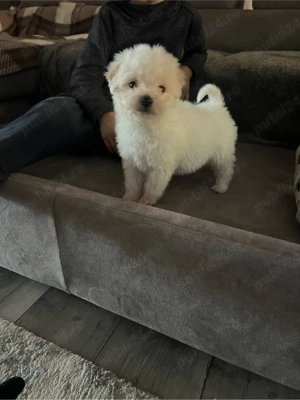 bichon de doua luni 