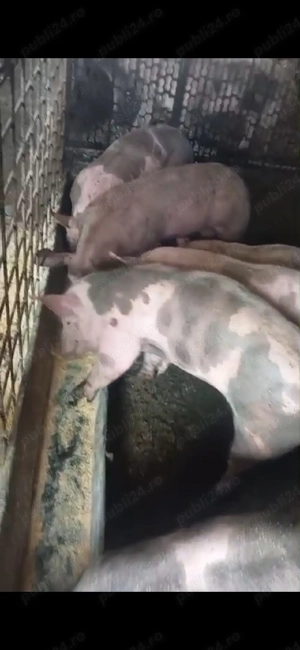 șoldanei rasa carne - imagine 2