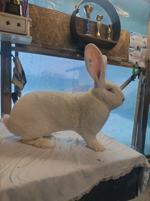 Iepuri Uriaș German.  - imagine 4