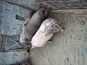 vand porci  - imagine 2