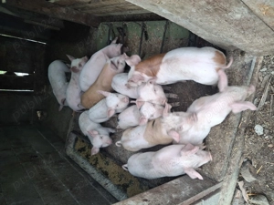 Vand purcei  - imagine 2