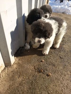 Ciobanesc bucovina - imagine 2