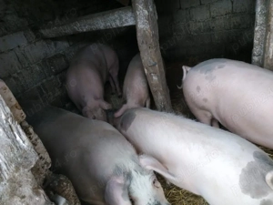 Vand porc  - imagine 3