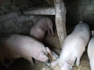 Vand porc  - imagine 2