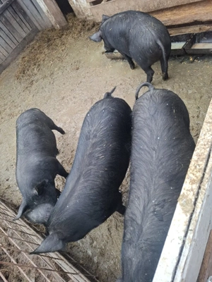 Porci de vânzare  - imagine 2