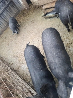 Porci de vânzare  - imagine 3