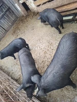 Porci de vânzare 