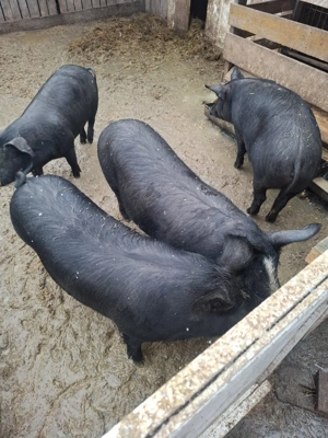 Porci de vânzare  - imagine 5