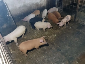 purcei și șoldani  - imagine 5