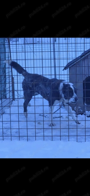 Femela ciobanesc de asia centrala