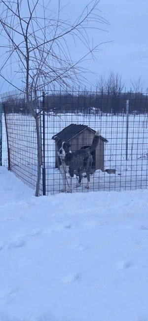 Urgent femela ciobanesc de asia centrala - imagine 3