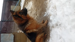 Vând femelă ciobănesc german 