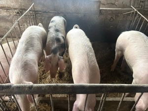 Vând porci  - imagine 2