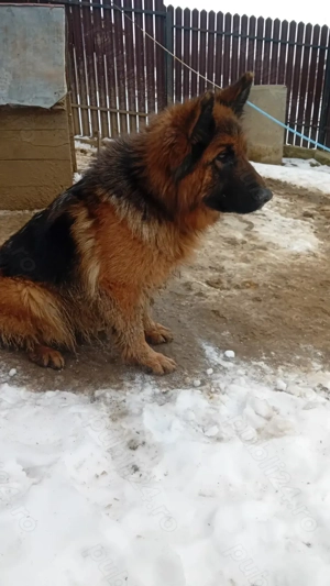 Vând femelă ciobănesc german  - imagine 2