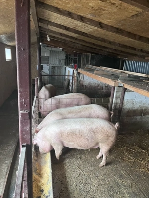Porci de vanzare 130-150KG - imagine 2