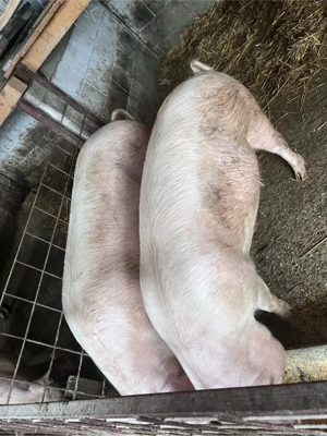 Porci de vanzare 130-150KG - imagine 3
