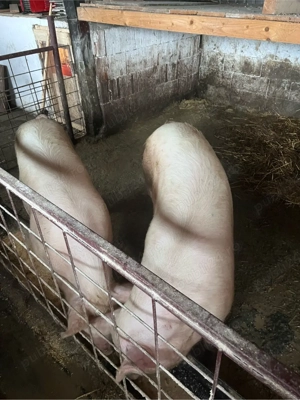 Porci de vanzare 130-150KG