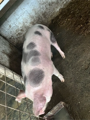 Porci de vanzare 130-150KG - imagine 4