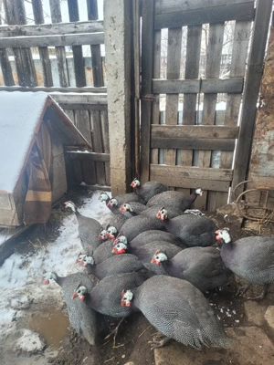 Vând perechi de bibilici - imagine 5