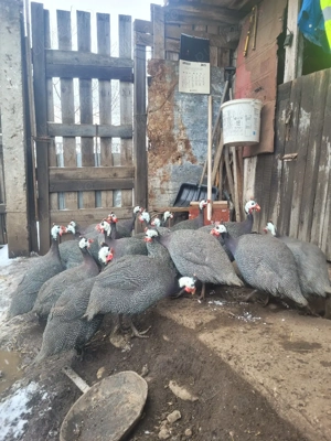 Vând perechi de bibilici - imagine 3