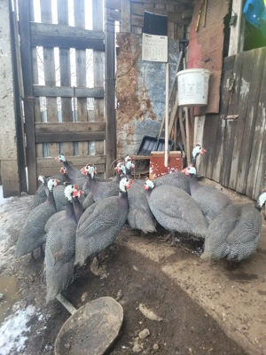 Vând perechi de bibilici - imagine 4