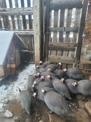 Vând perechi de bibilici - imagine 2