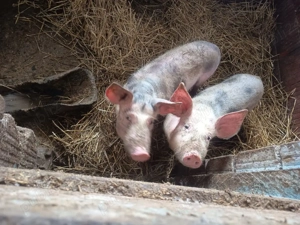 purceii 35 40 kg - imagine 3