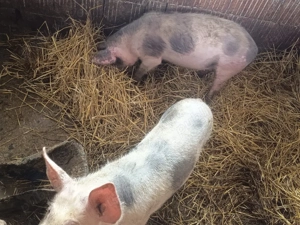 purceii 35 40 kg - imagine 2