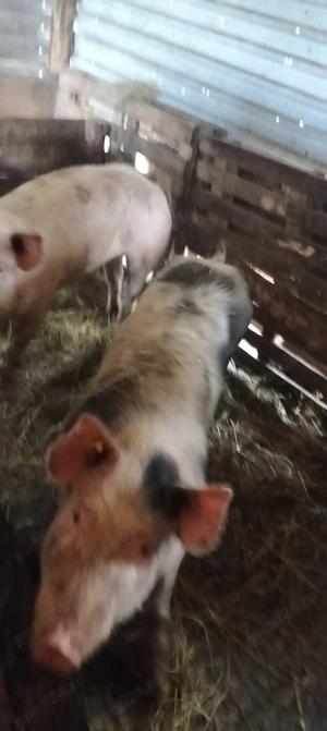 De vânzare doua scrofițe bune de reproducție 