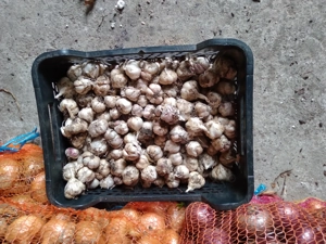 Usturoi romanesc de primavara