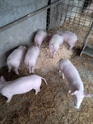 Purcei landrace de vinzare . - imagine 2