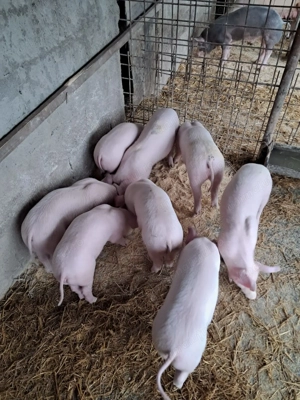 Purcei landrace de vinzare . - imagine 3