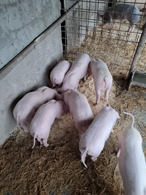 Purcei landrace de vinzare . - imagine 4