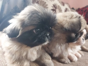 Băiat jucăus si frumos 