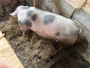 purceluca montate - imagine 4